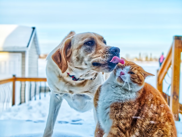 Pies i kot – jak oswoić psa z kotem?