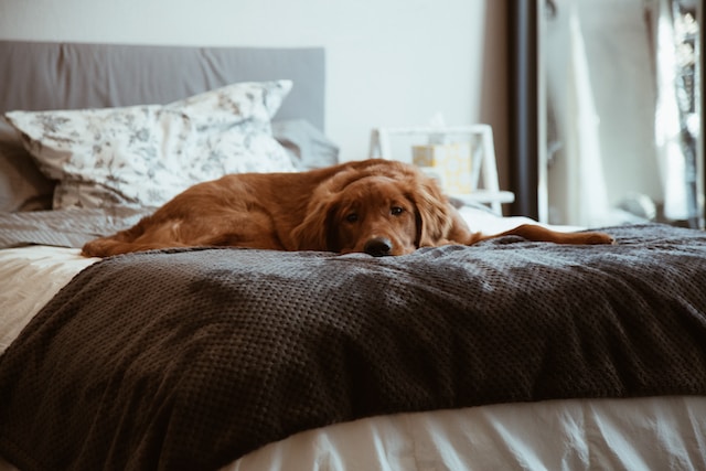 Czy pies powinien spać w łóżku?