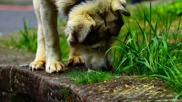 Czy psy mogą jeść trawę? - dowiedz się dlaczego pies je trawę!