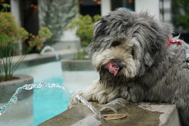Pies dużo pije – czy to już powód do zmartwień?