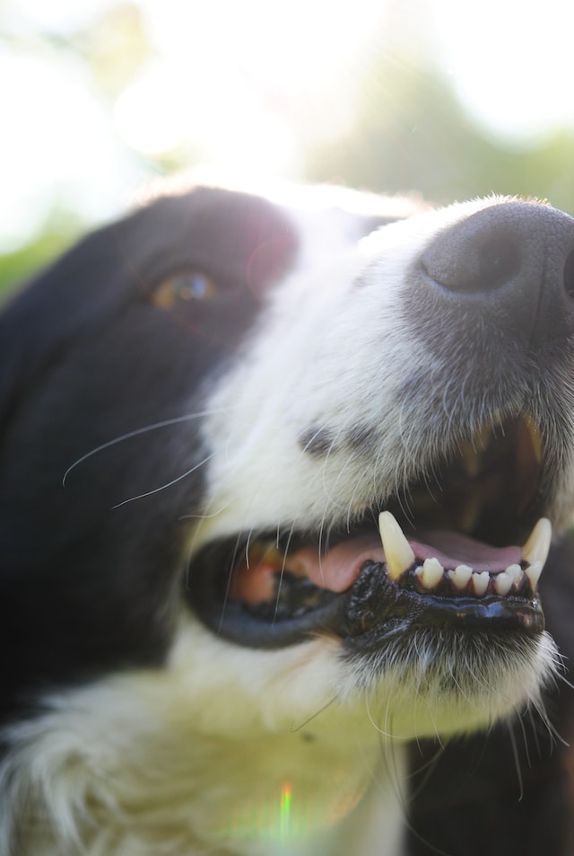 Kamień nazębny u psa - czyli jak zadbać o uśmiech czworonoga