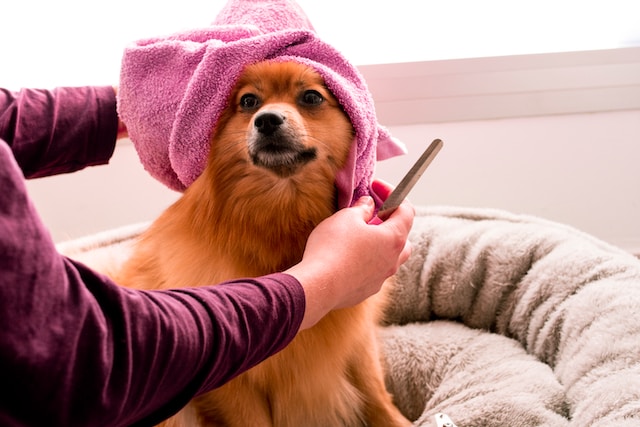 Alergia skórna u psa - czym jest i jak się objawia?