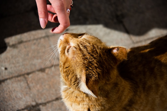 Czego nie lubią koty – zapachy odstraszające koty