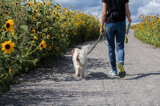 Czy do parku krajobrazowego można wejść z psem? - gdzie spacerować z psem na urlopie