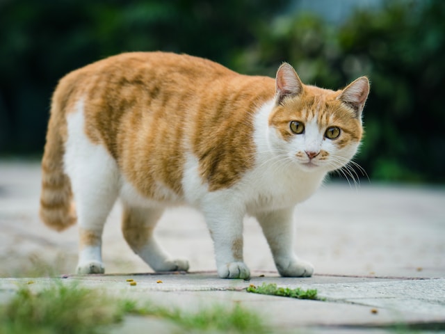 Otyłość u kota – diagnoza i konsekwencje zdrowotne