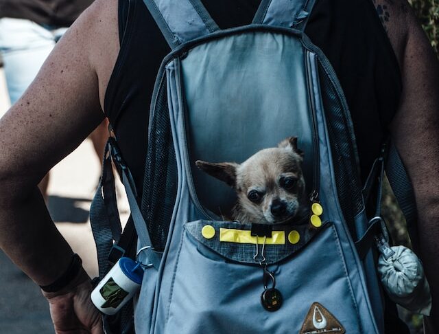 Plecak dla psa - po co i jak przyzwyczaić do niego psa?