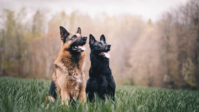 Owczarek niemiecki – pies wszechstronnie utalentowany 