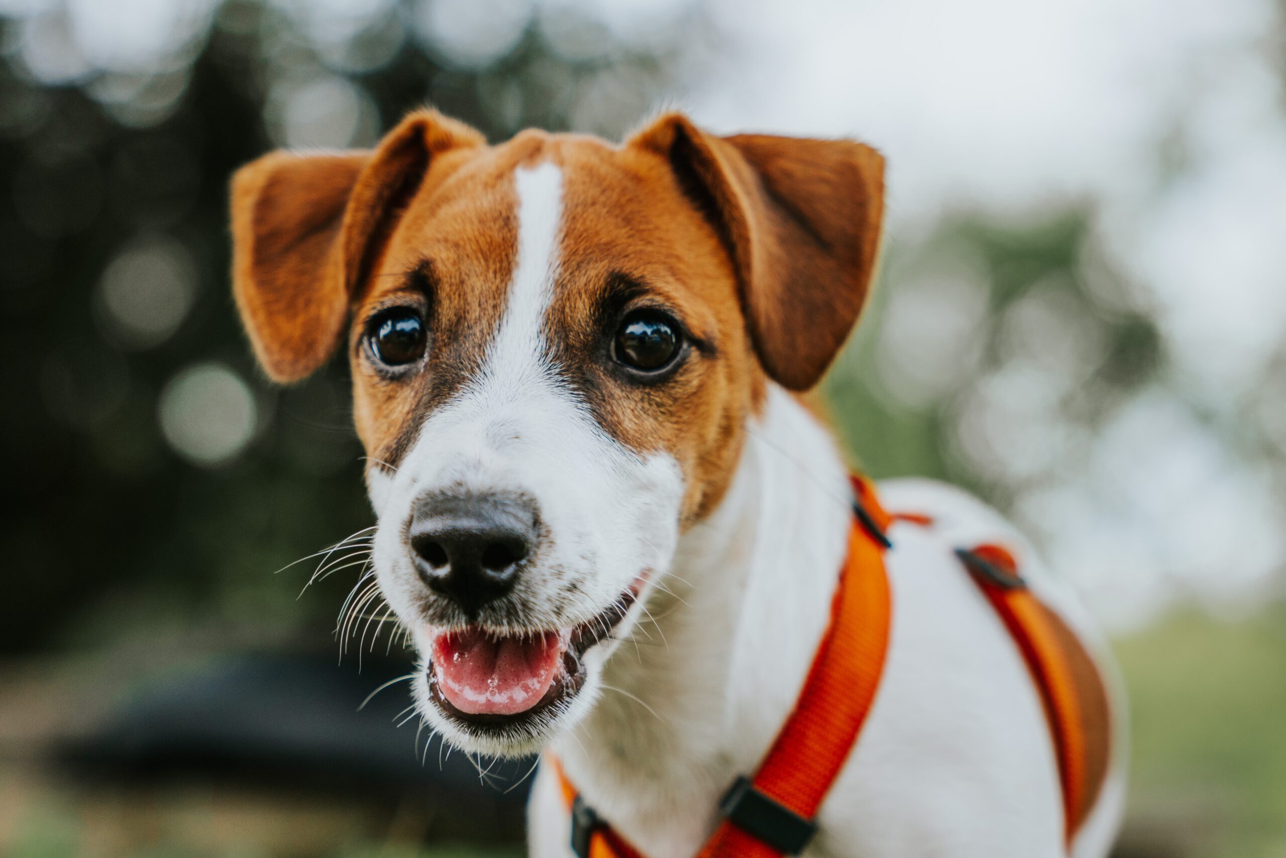 Jack Russel terier – niewielki pies dla aktywnych