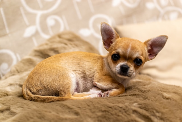 Chihuahua - najmniejsza rasa świata!