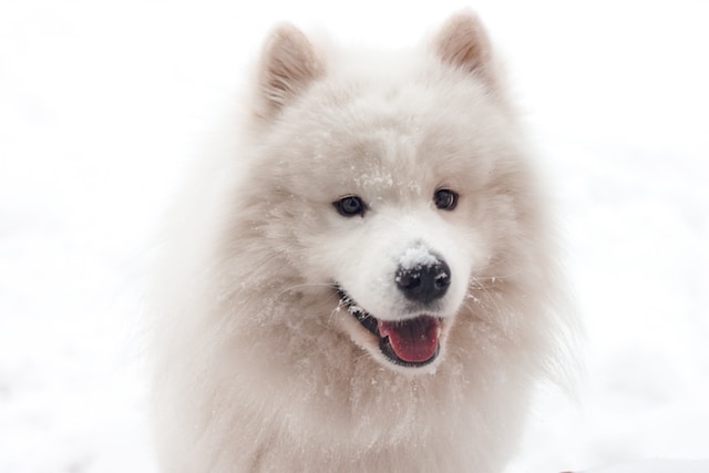 Samoyed – uśmiechnięty pies północy