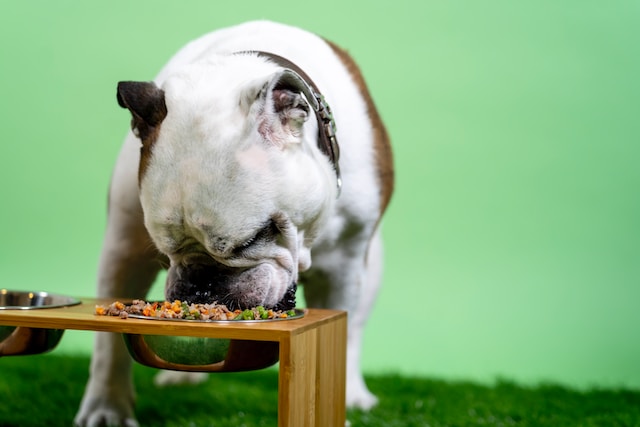Ranking karm dla psów – jak wybrać to, co najlepsze dla Twojego pupila